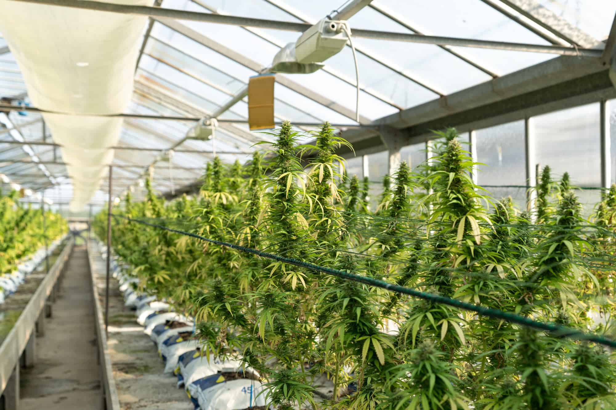 Cannabis Growing Greenhouse