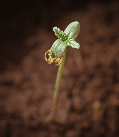 Cannabis Seedling