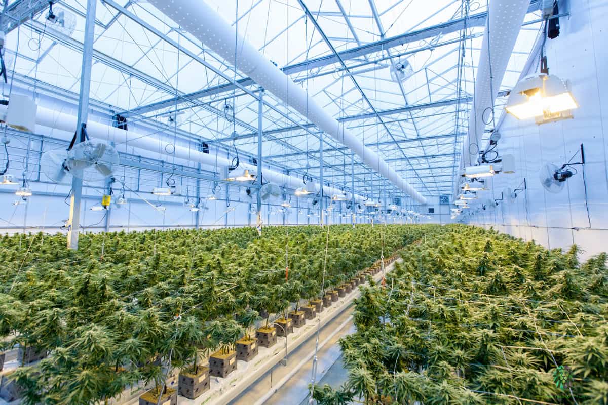 Cannabis Grow Facility