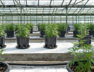 Cannabis Plants in Rows