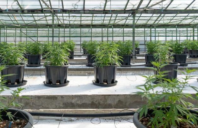 Cannabis Plants in Rows