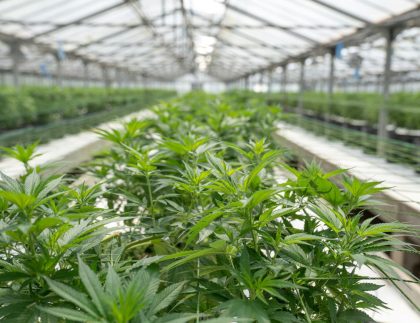 Cannabis Plants in Greenhouse