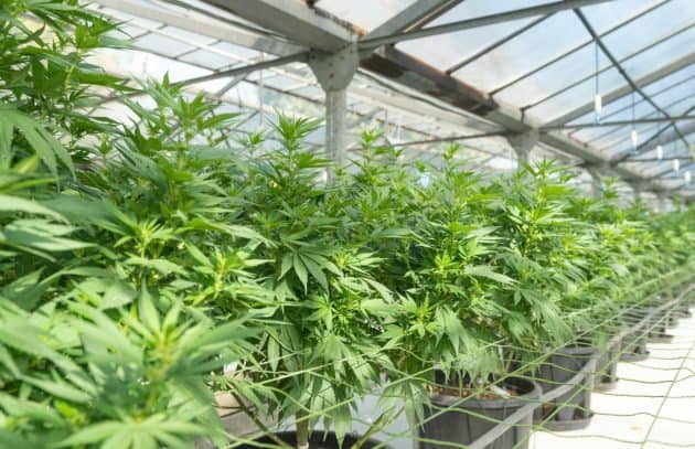 Commercial Cannabis Plants Growing Greenhouse